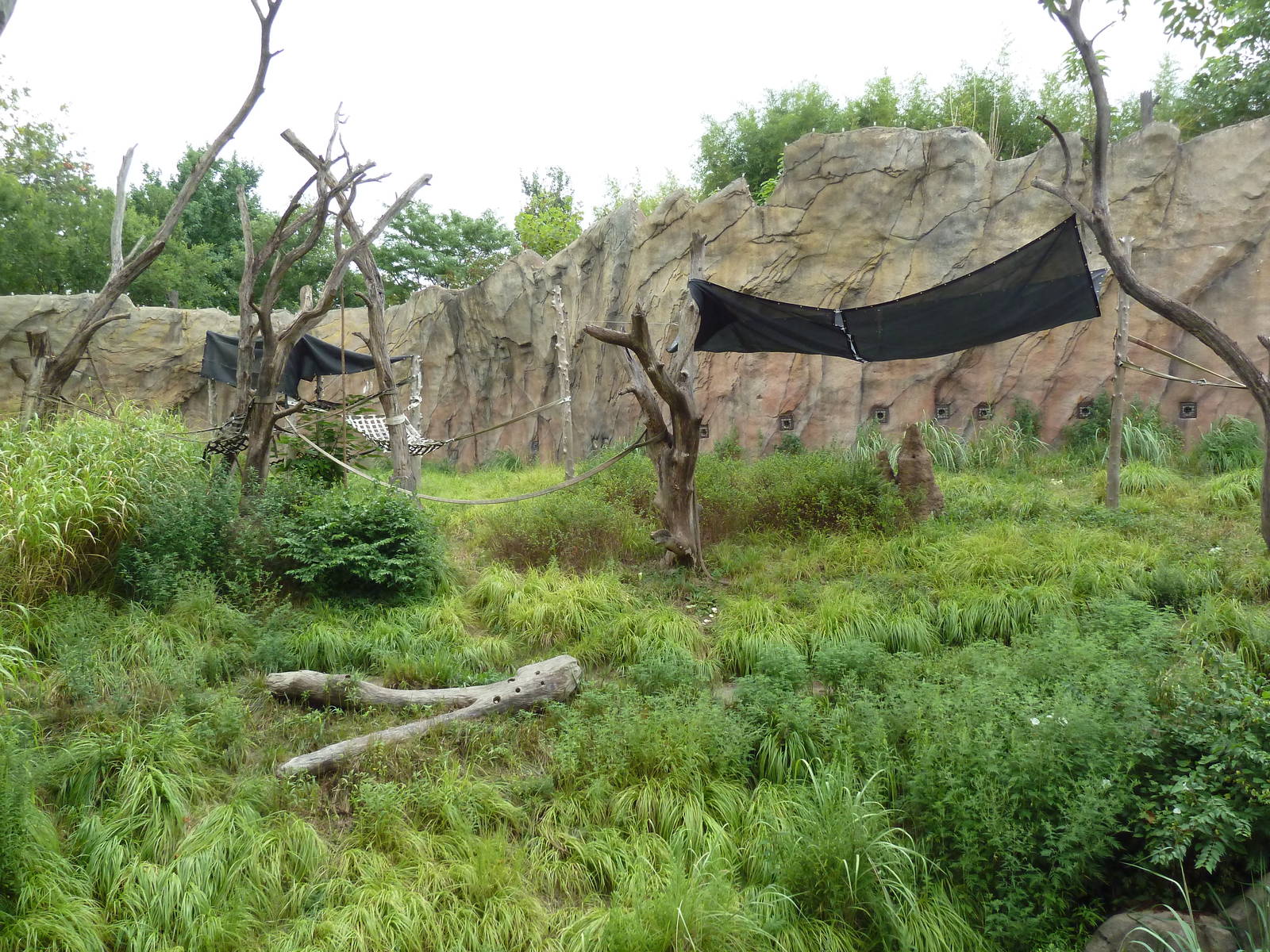 Fragile Forest - Chimpanzee Outdoor Exhibit