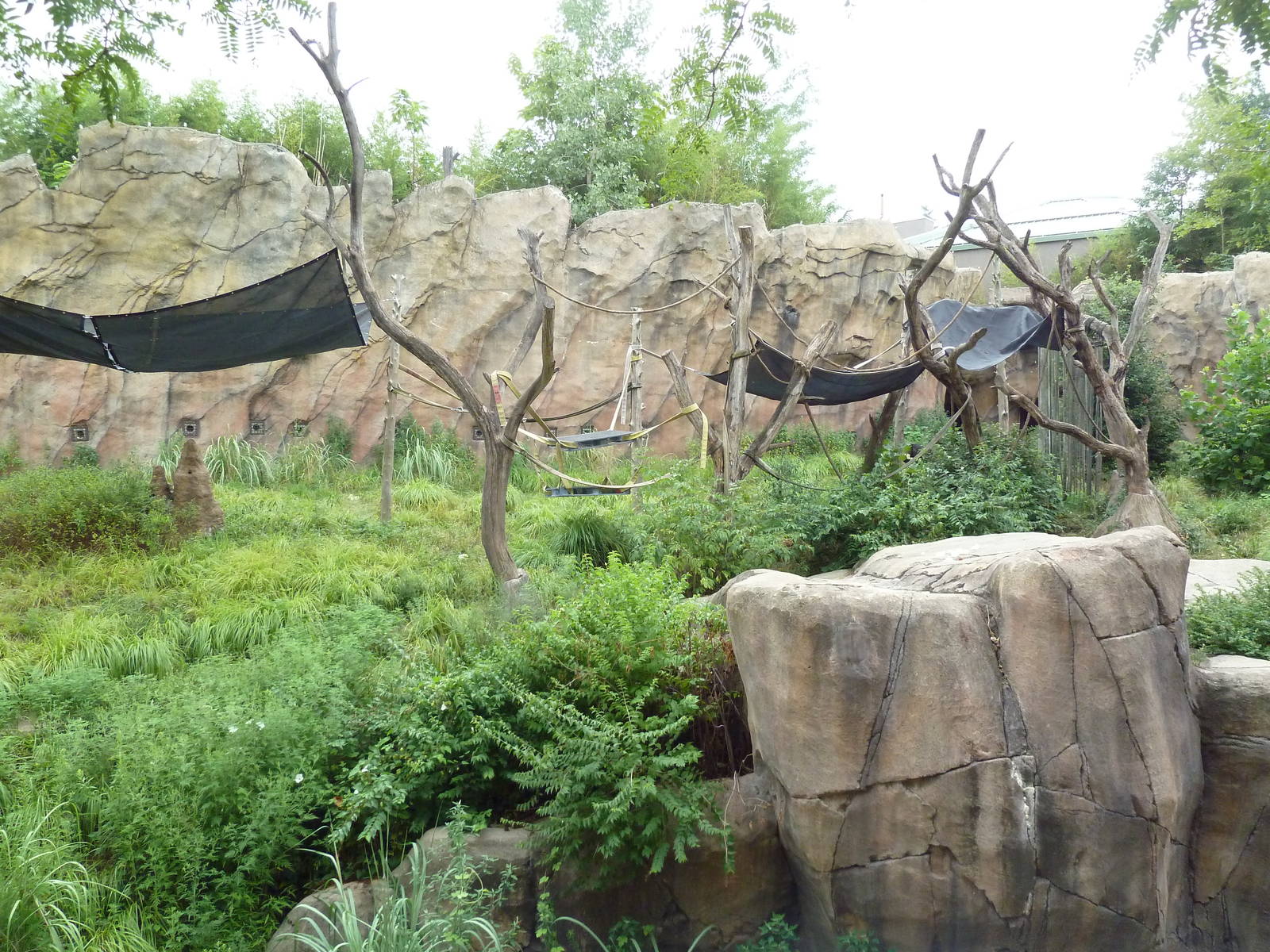 Fragile Forest - Chimpanzee Outdoor Exhibit