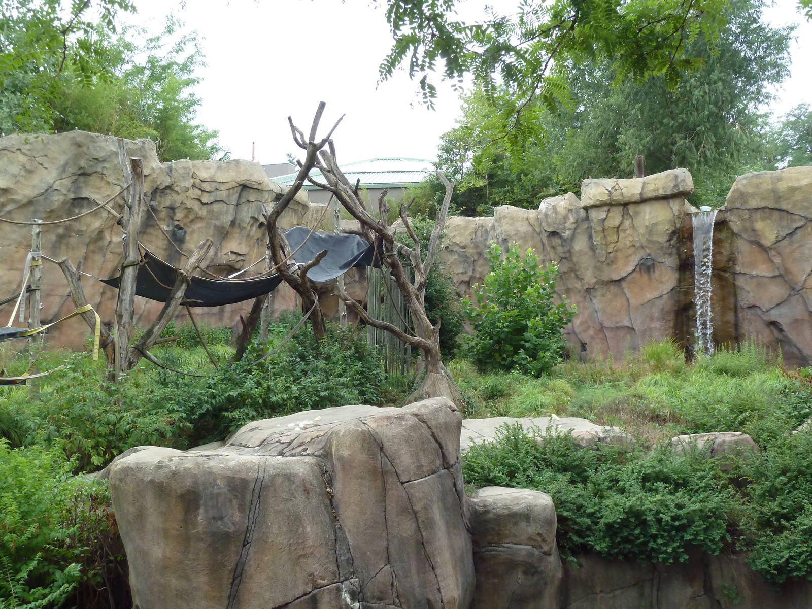 Fragile Forest - Chimpanzee Outdoor Exhibit
