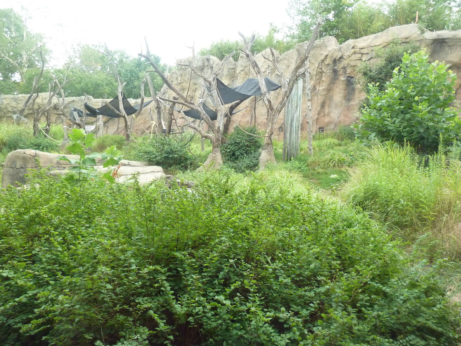 Fragile Forest - Chimpanzee Outdoor Exhibit