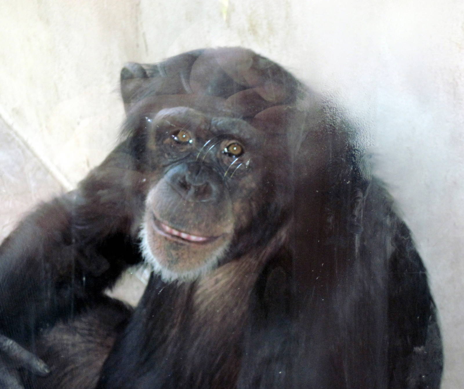 Fragile Forest-Chimpanzee