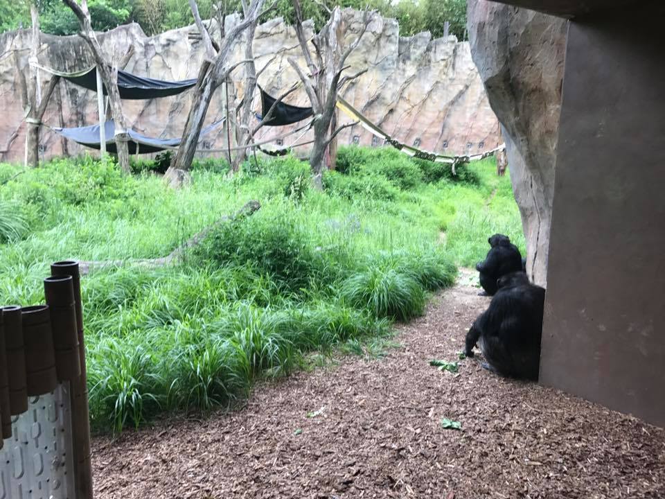 Fragile Forest- Chimpanzee