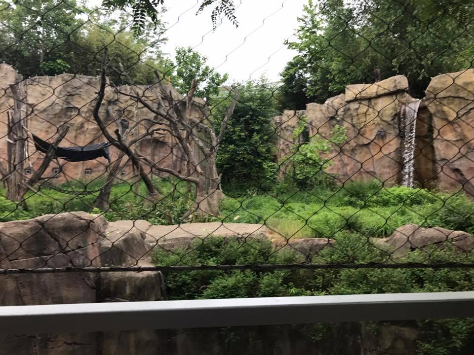 Fragile Forest- Chimpanzee