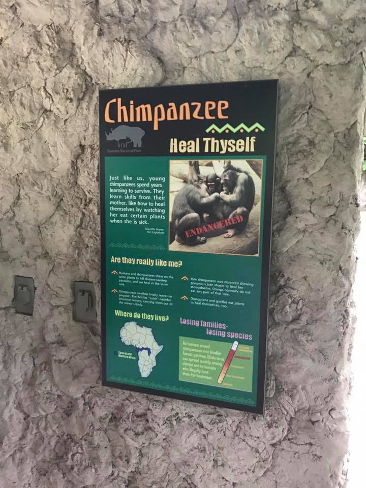 Fragile Forest- Chimpanzee