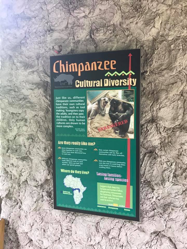 Fragile Forest- Chimpanzee