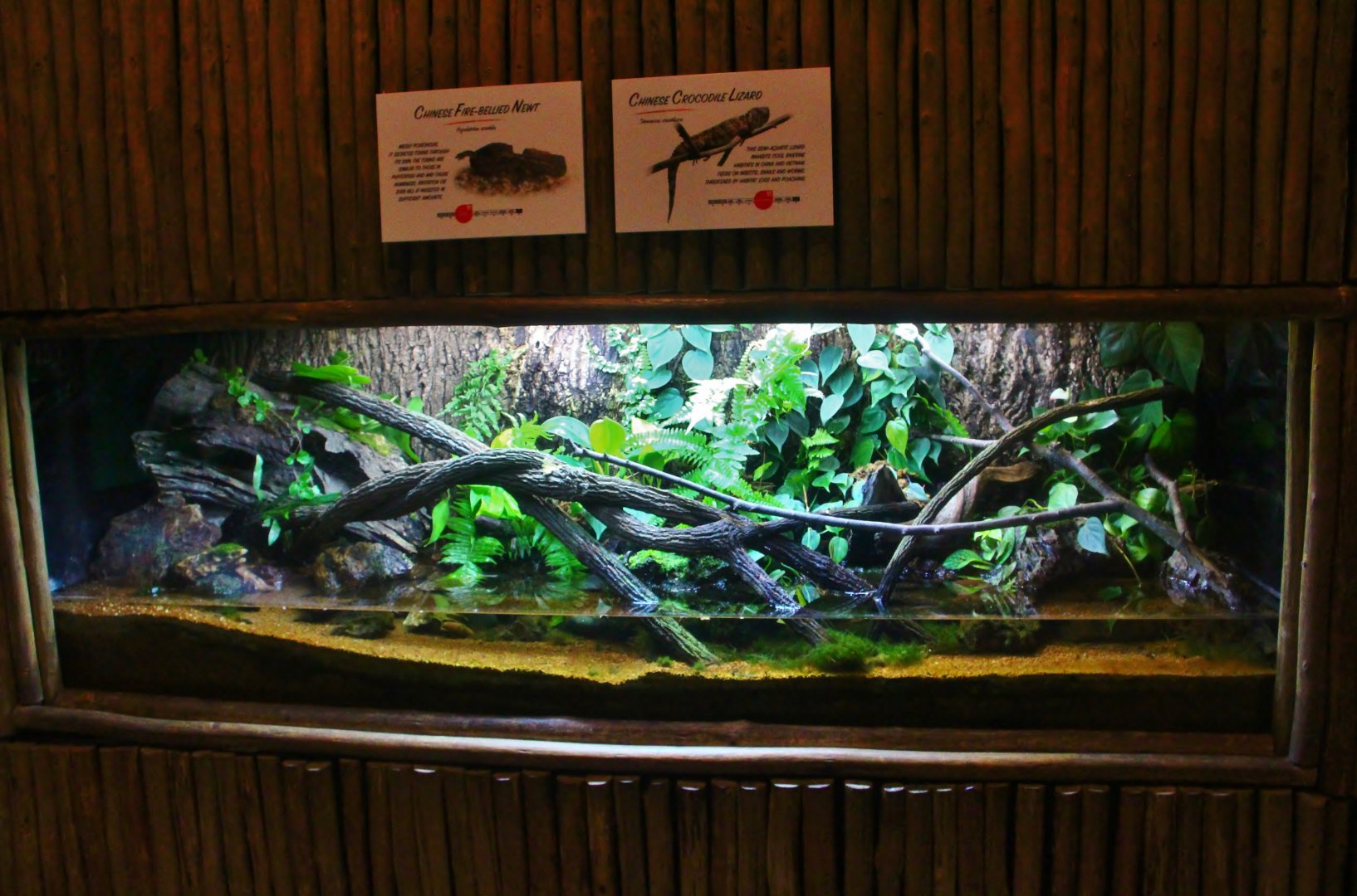 Fragile Forest - Chinese Crocodile Lizard and Chinese Fire-bellied Newt exhibit
