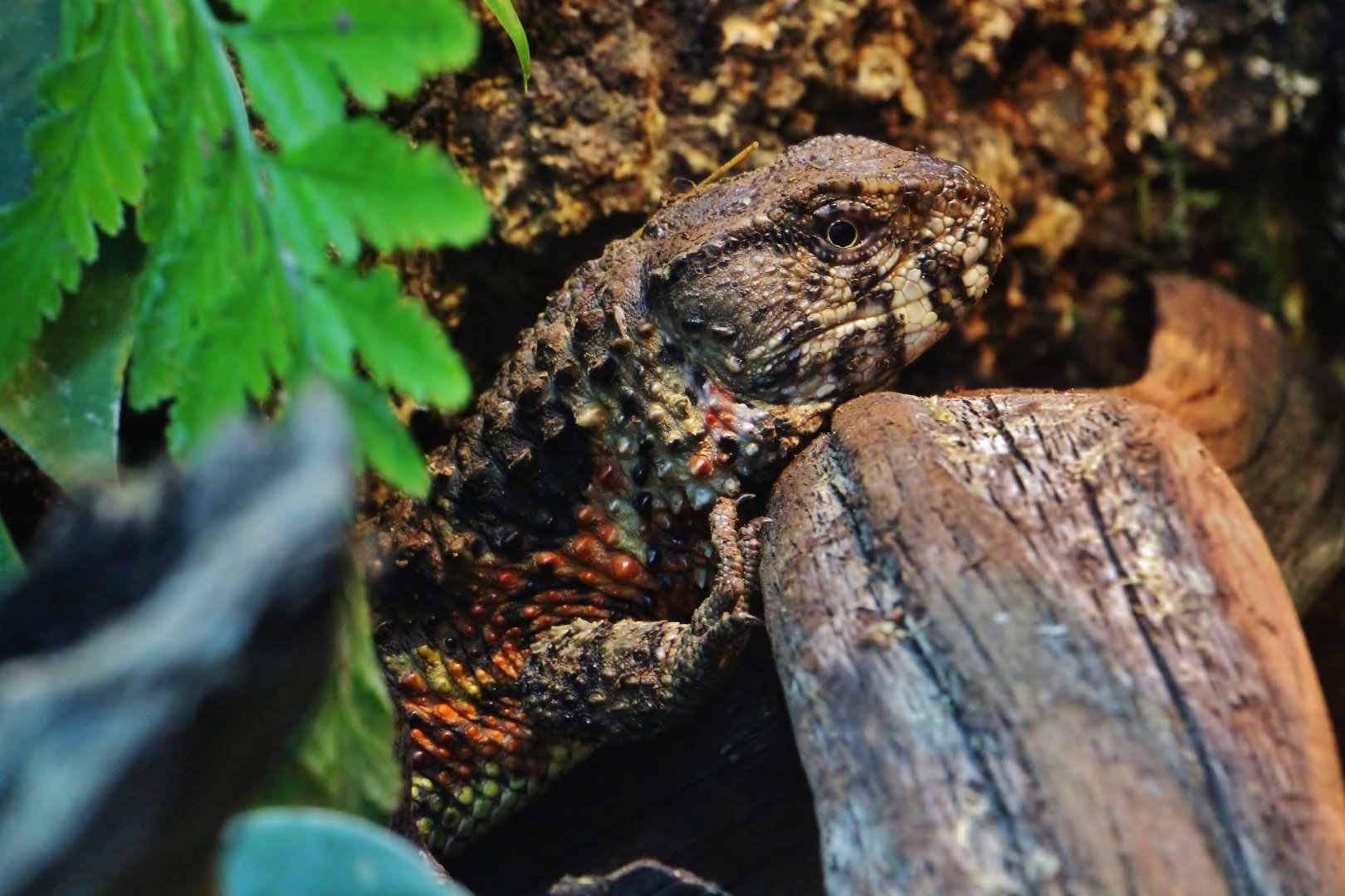 Fragile Forest - Chinese Crocodile Lizard