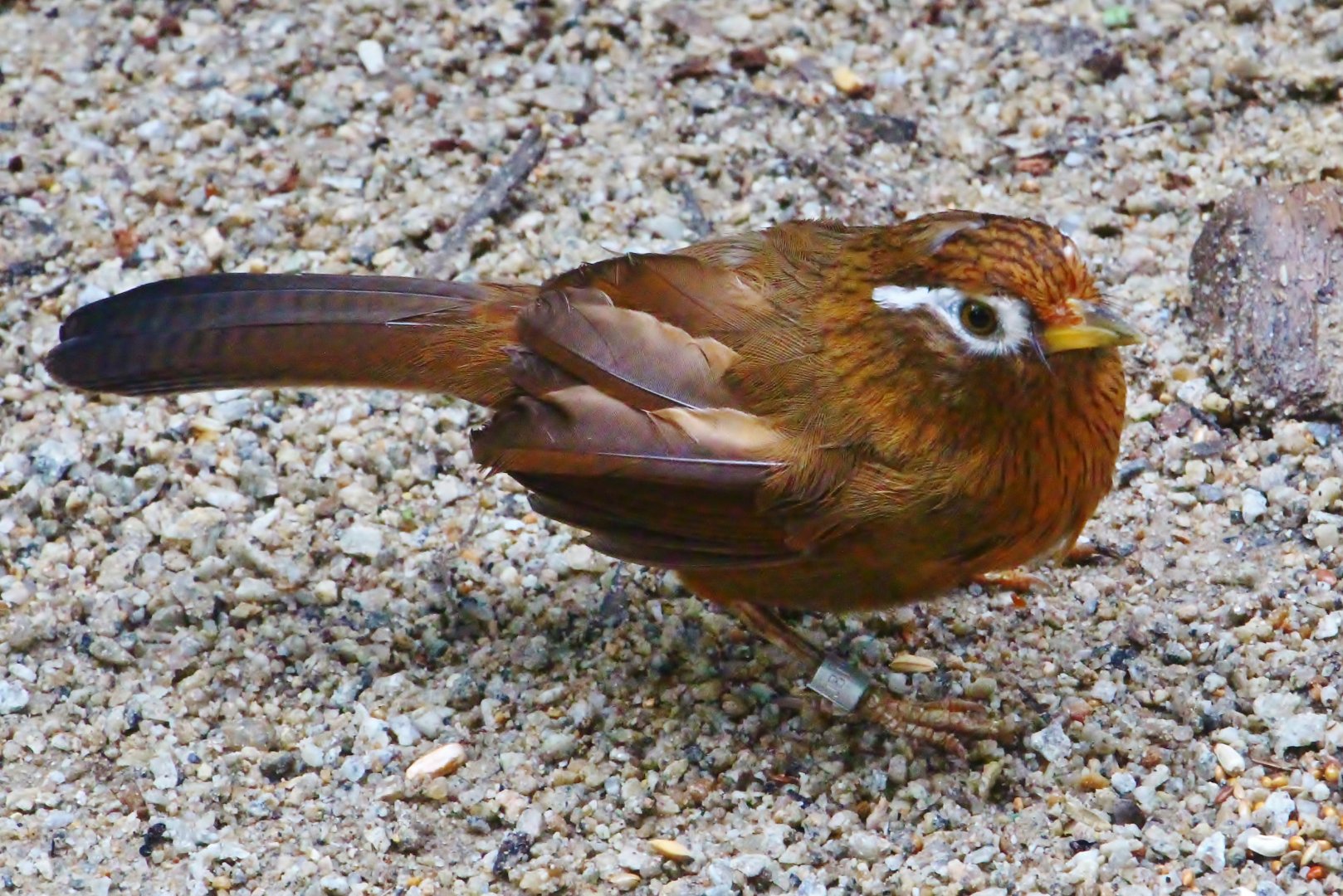 Fragile Forest - Chinese Hwamei