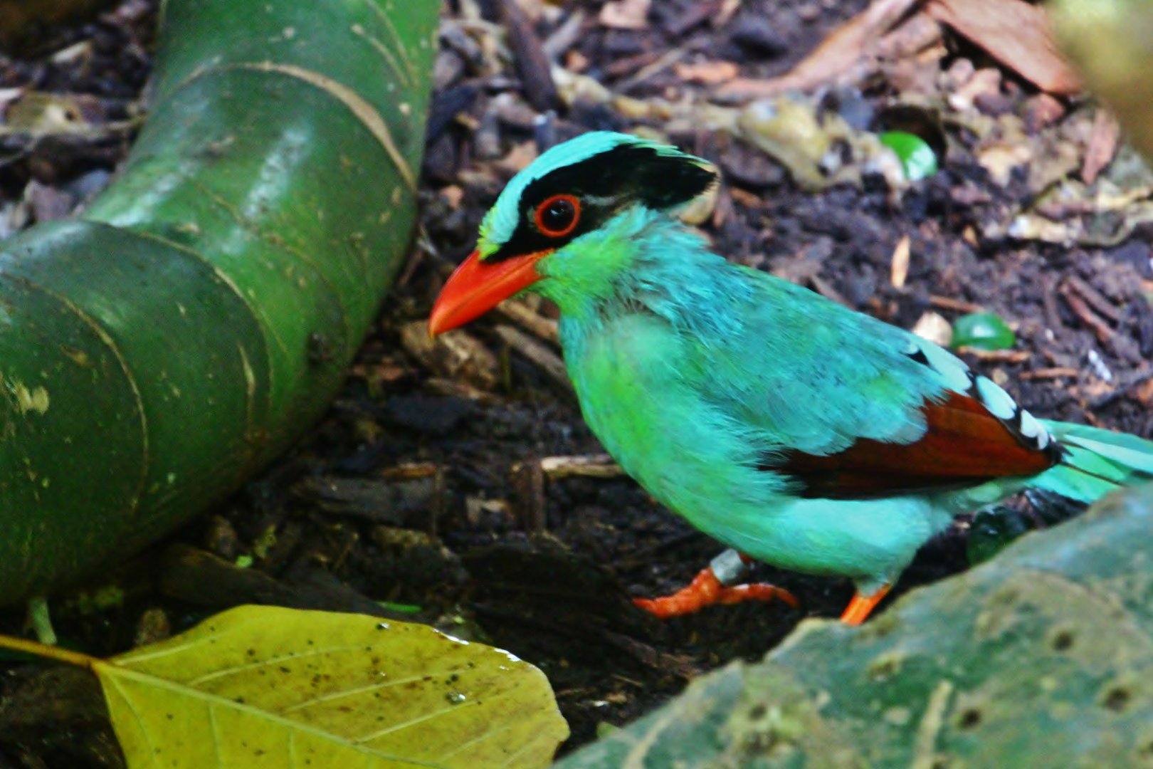 Fragile Forest - Common Green Magpie