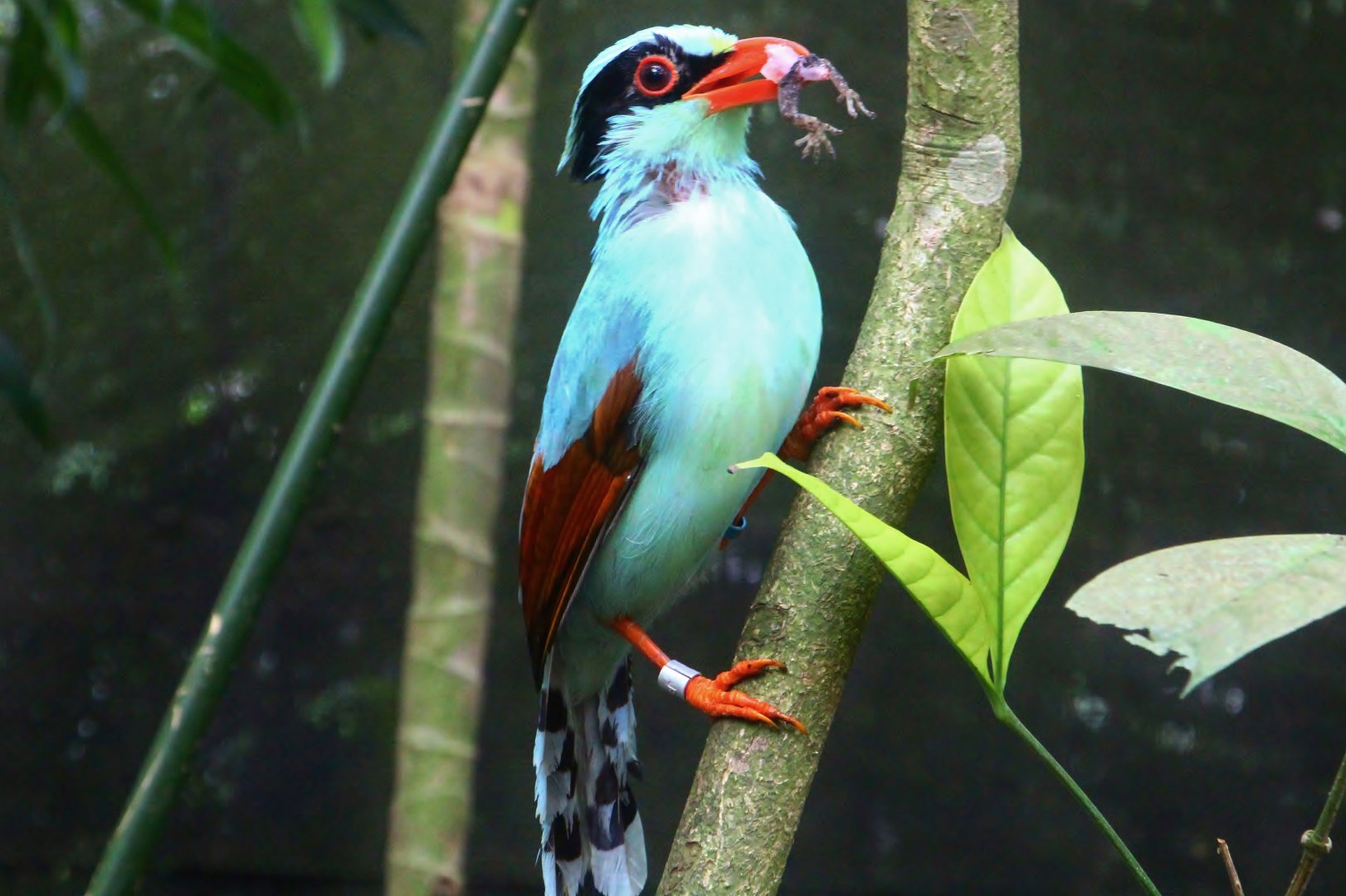 Fragile Forest - Common Green Magpie