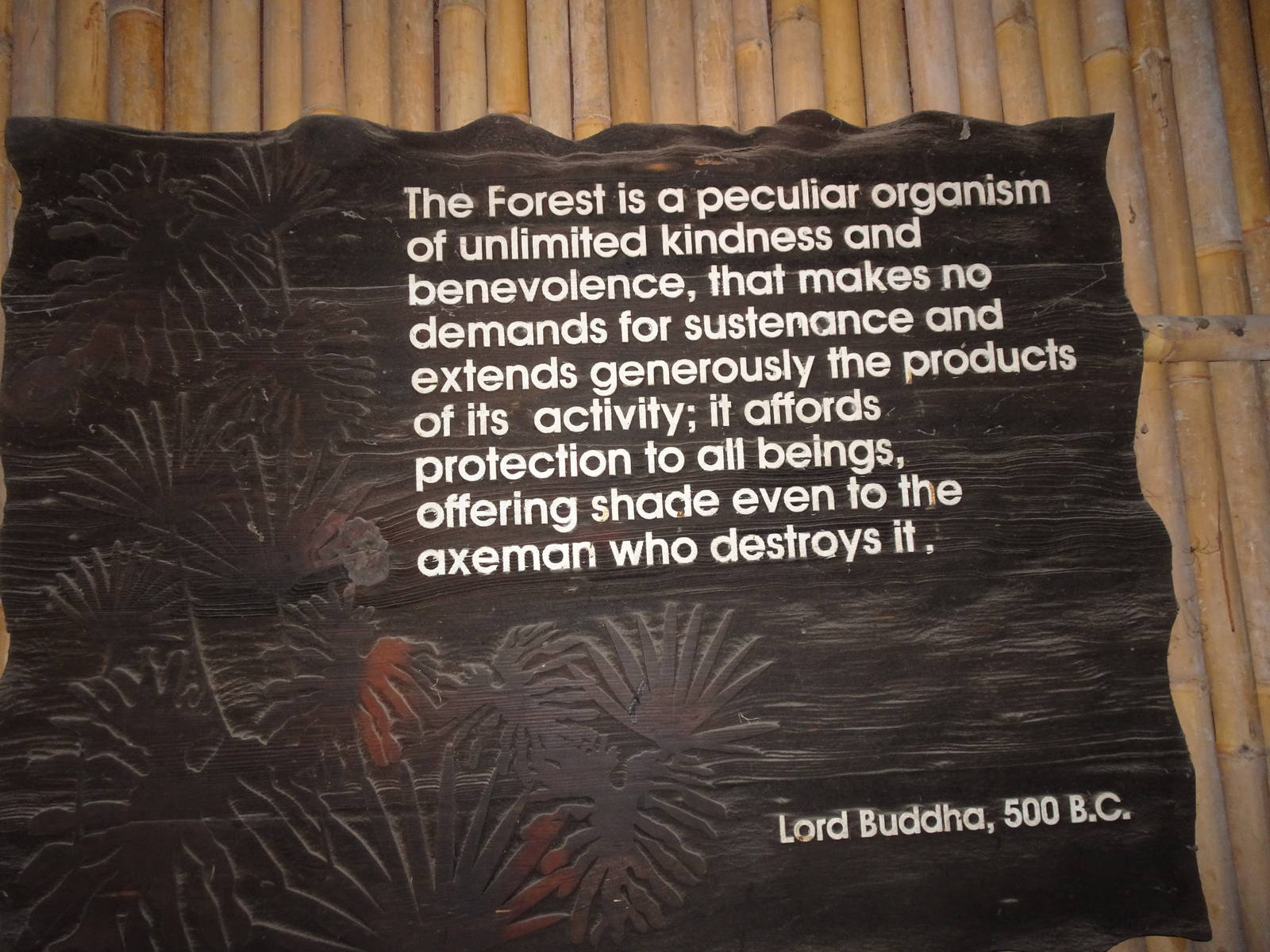 Fragile Forest, December 2015