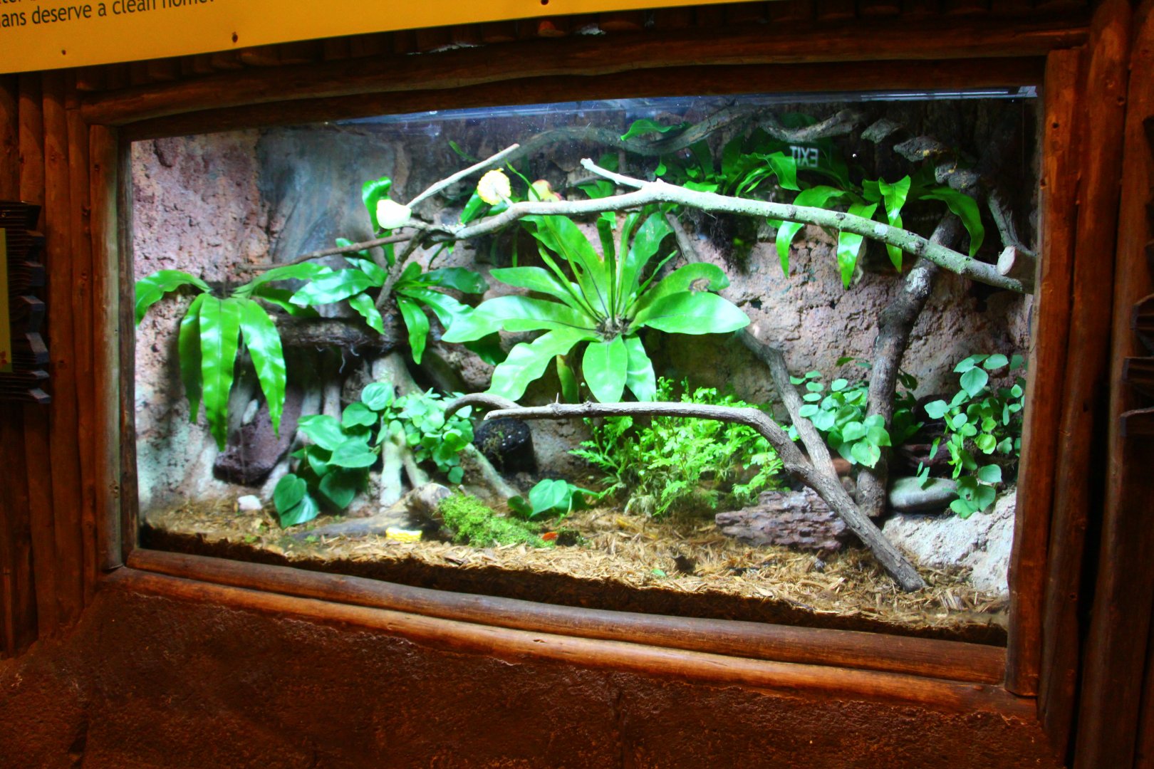 Fragile Forest - Dragon-headed Katydid and Atlas Beetle display