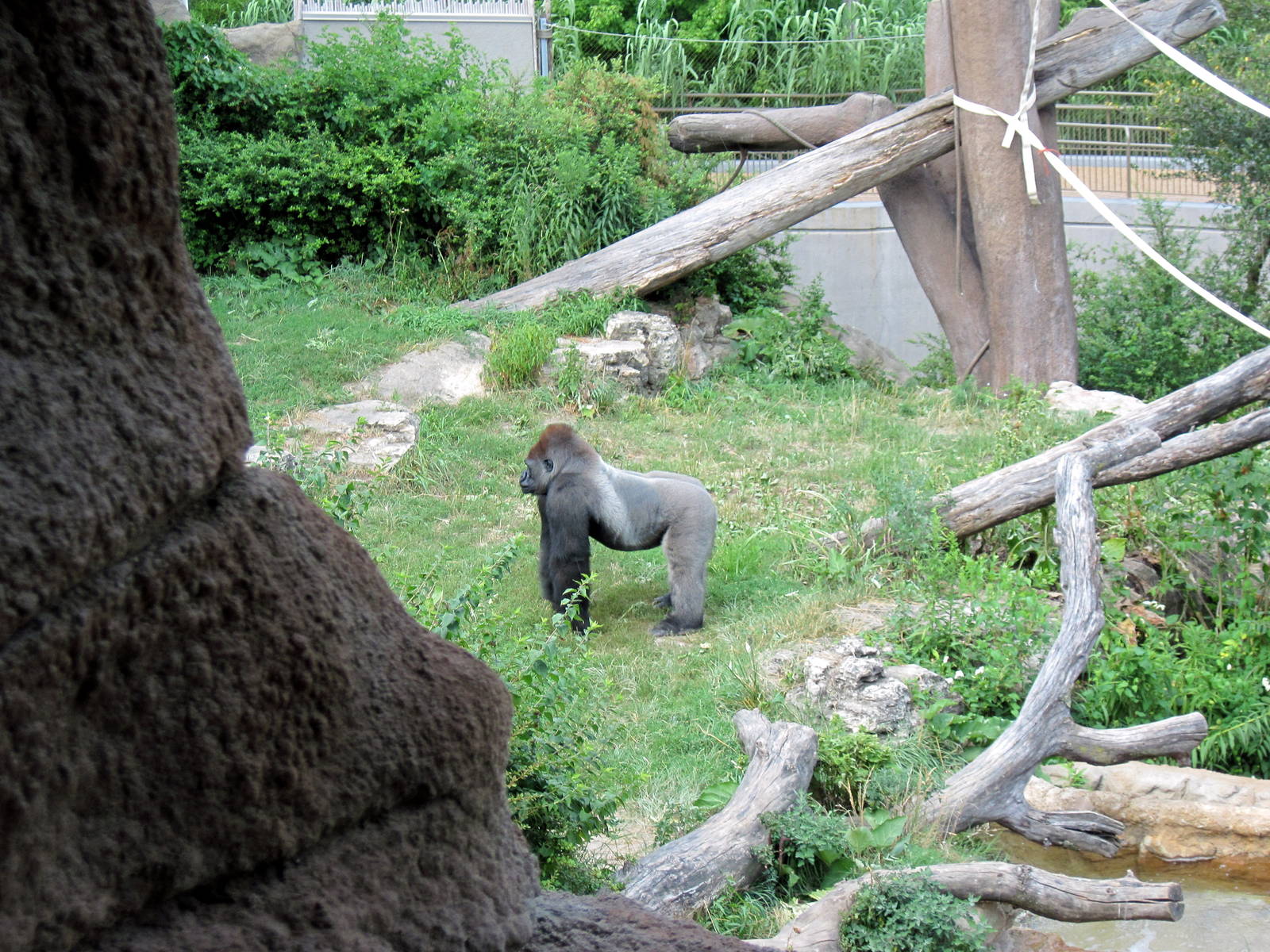 Fragile Forest-Eastern Gorilla
