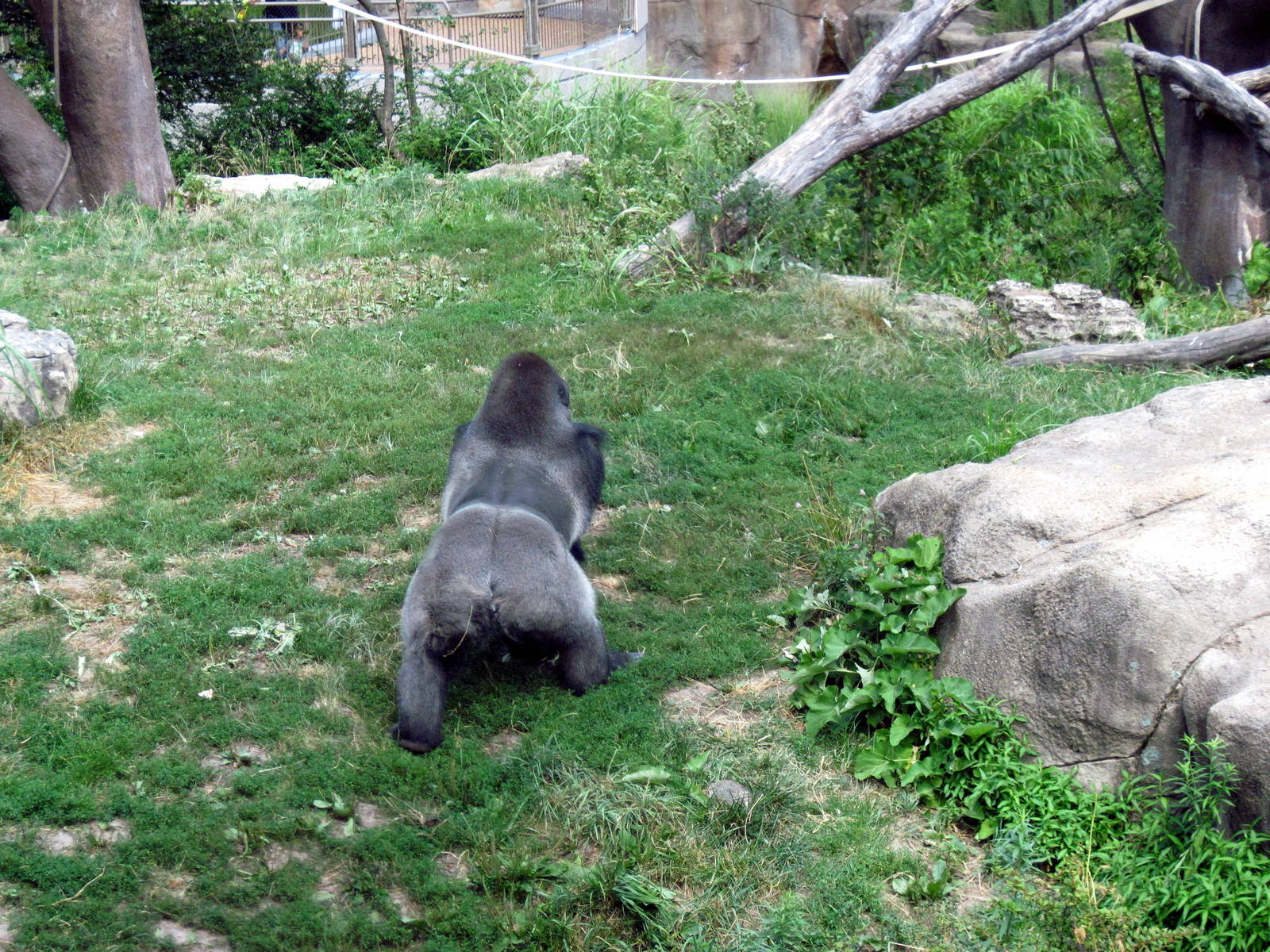 Fragile Forest-Eastern Gorilla