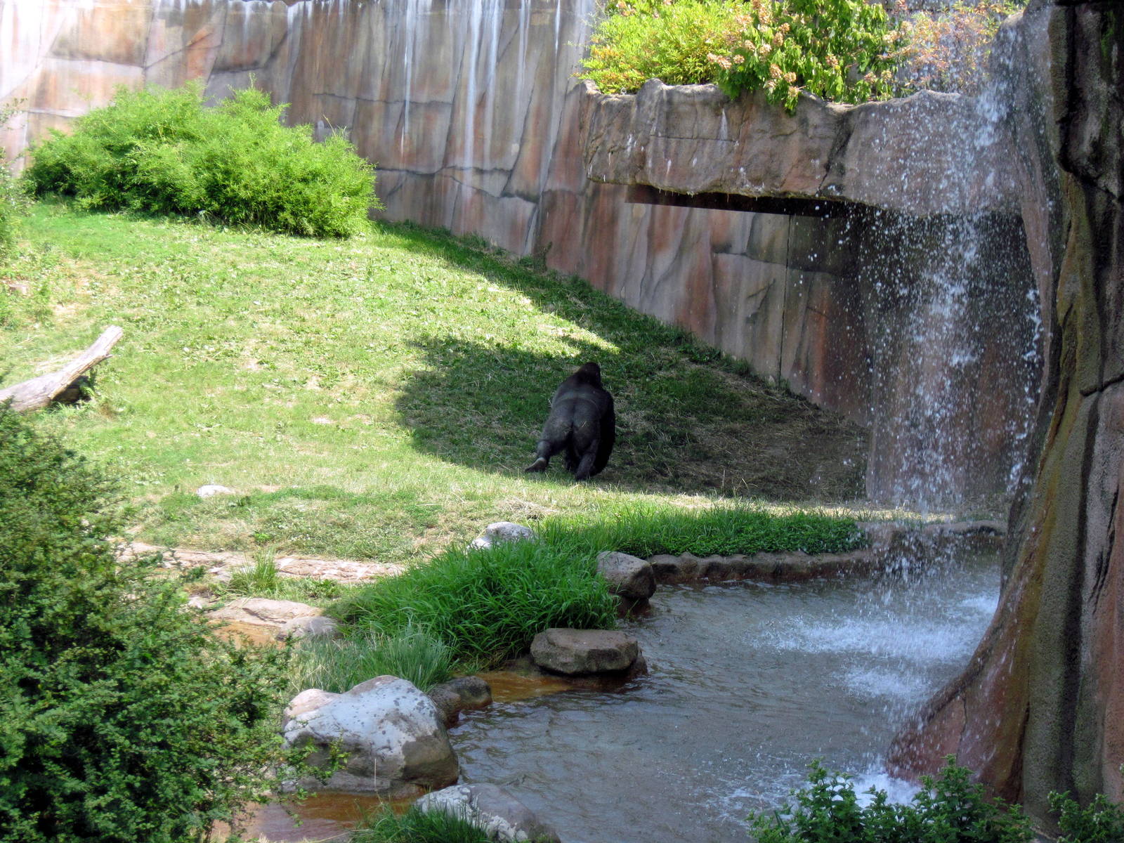 Fragile Forest-Eastern Gorilla