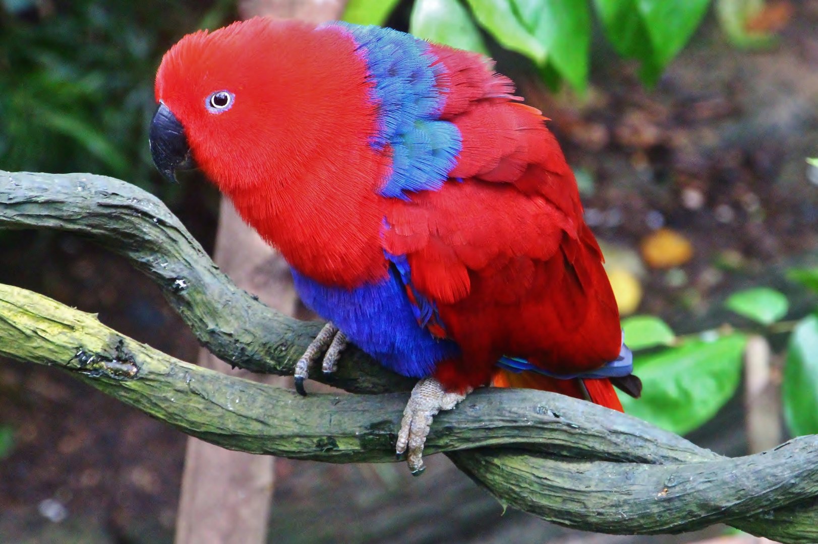 Fragile Forest - Eclectus Parrot