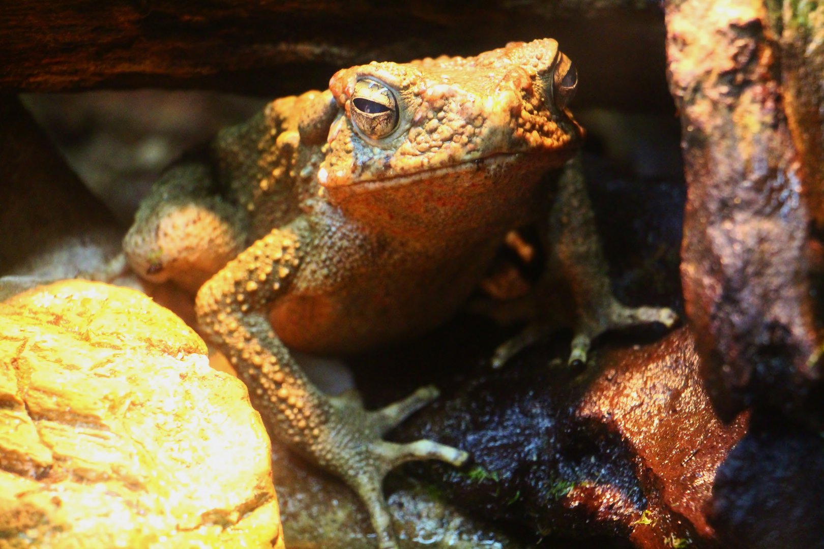 Fragile Forest - Giant River Toad (Phrynoidis juxtasper)