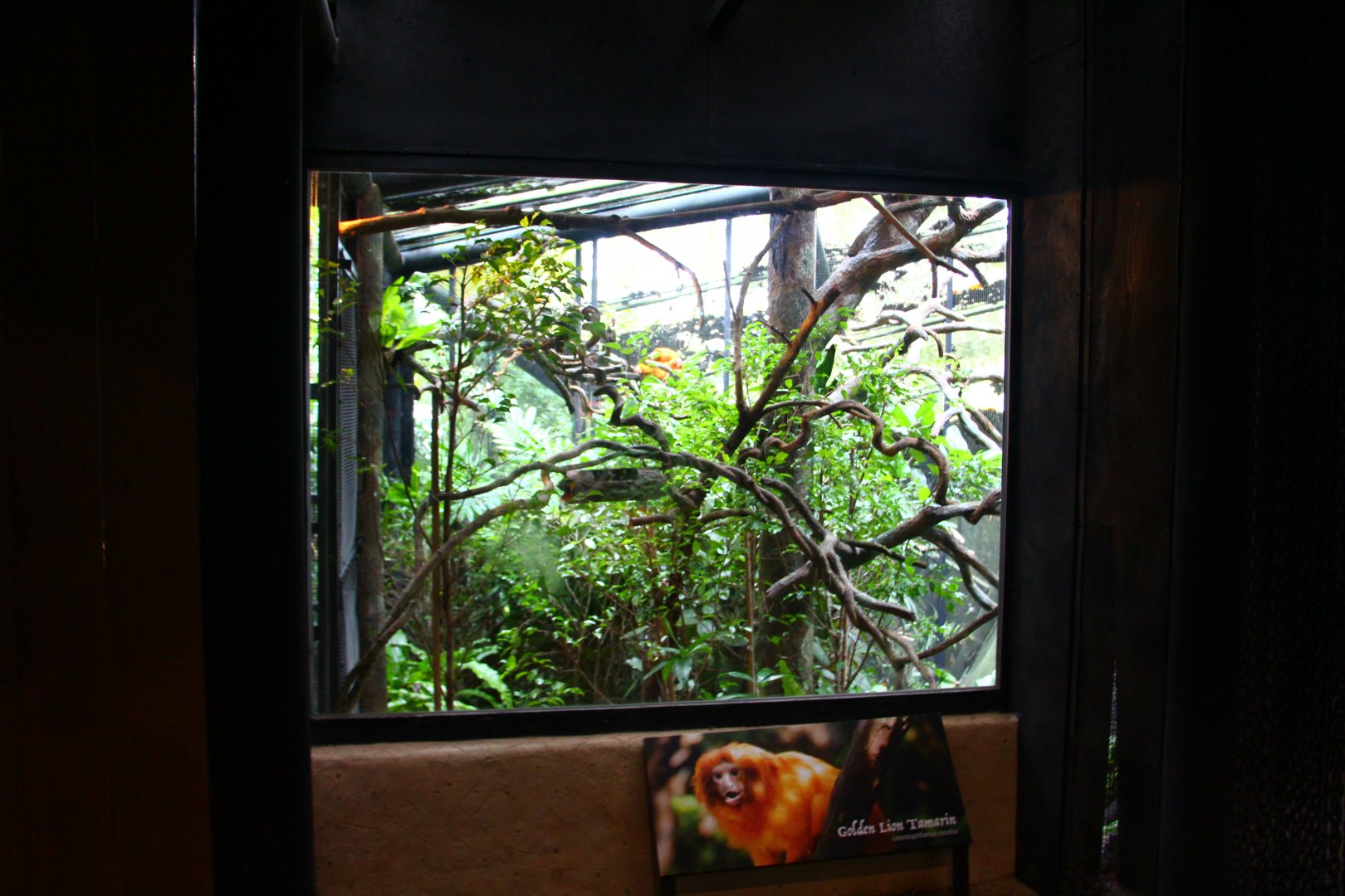 Fragile Forest - Golden Lion Tamarin exhibit