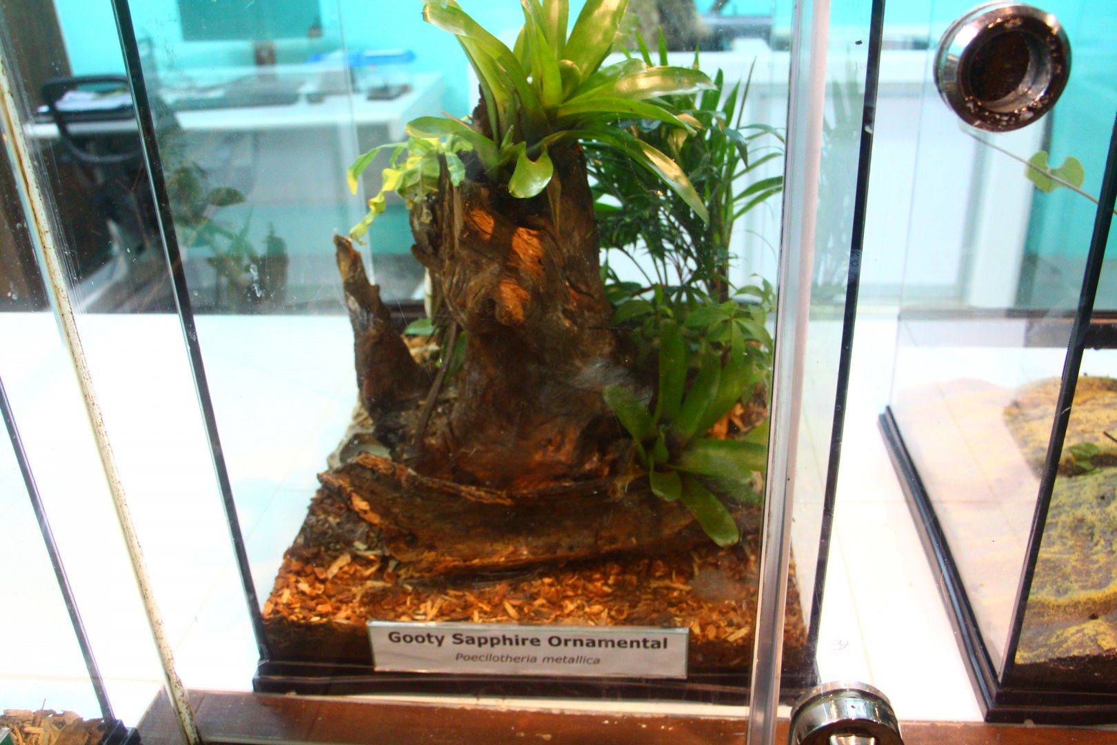 Fragile Forest - Gooty Sapphire Ornamental