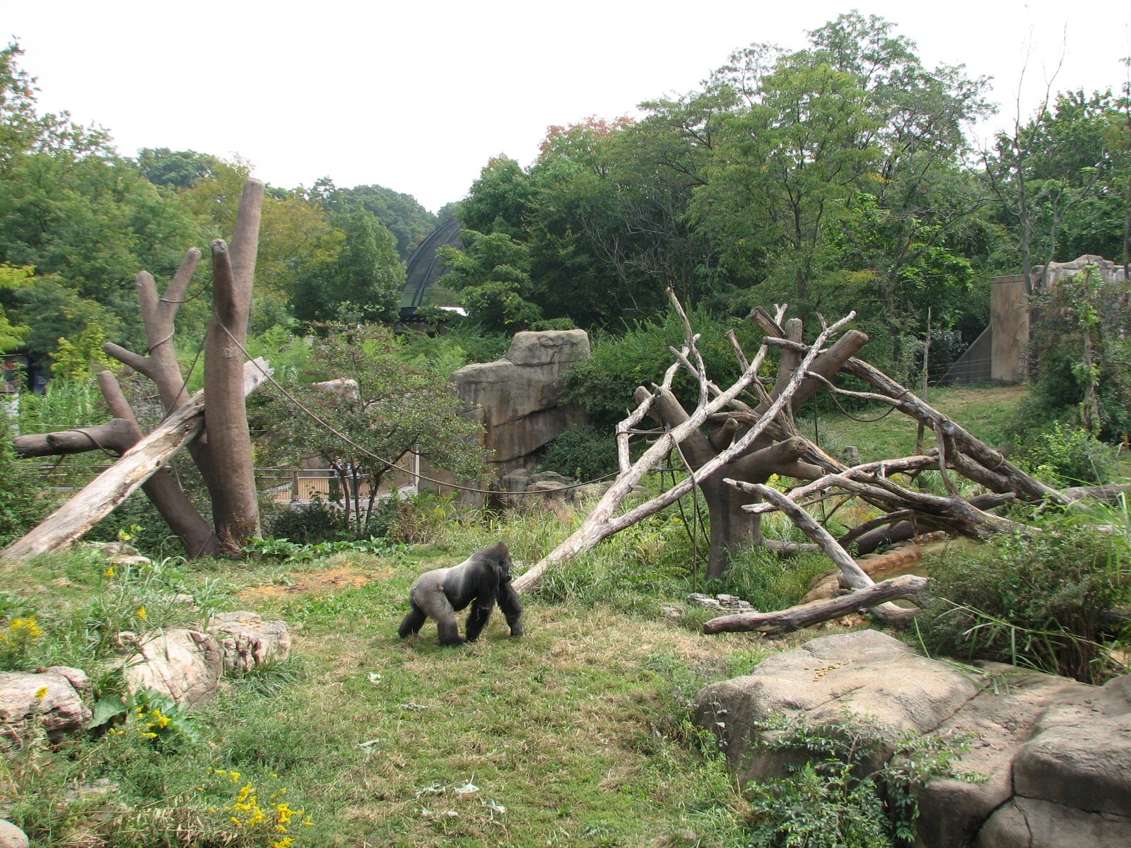 Fragile Forest - Gorilla Exhibit