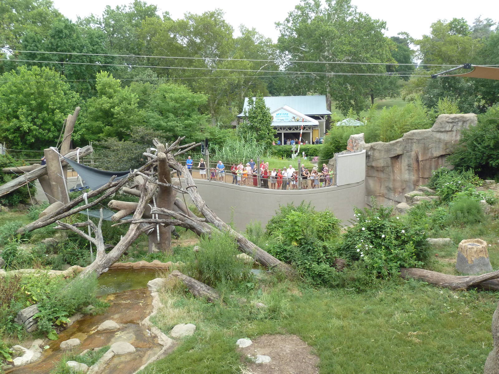 Fragile Forest - Gorilla Outdoor Exhibit