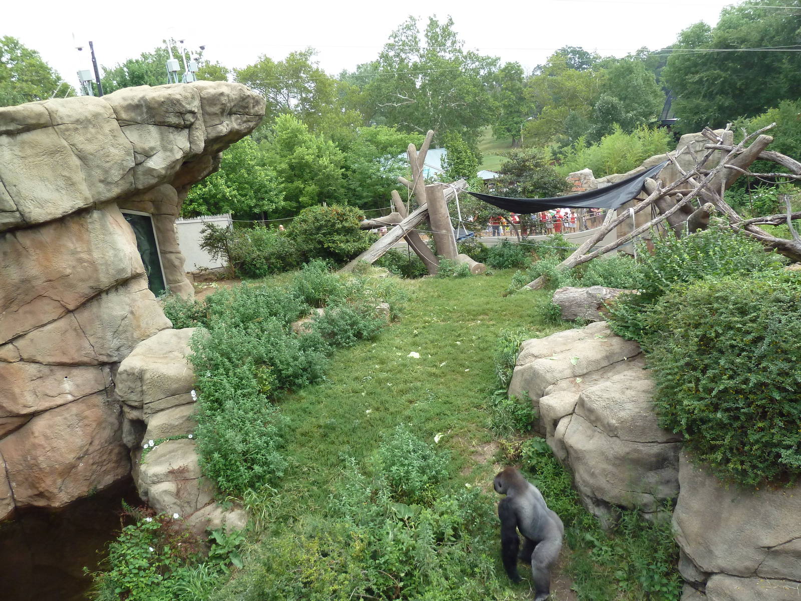 Fragile Forest - Gorilla Outdoor Exhibit