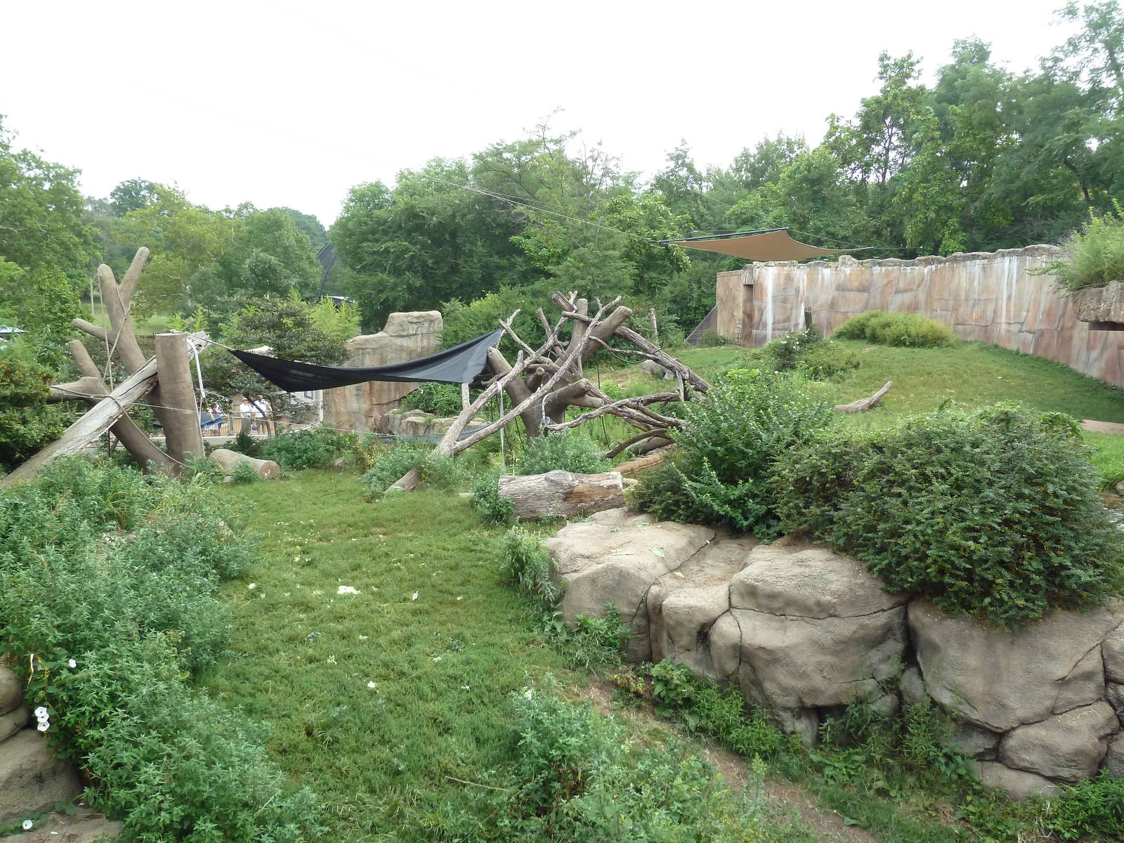 Fragile Forest - Gorilla Outdoor Exhibit
