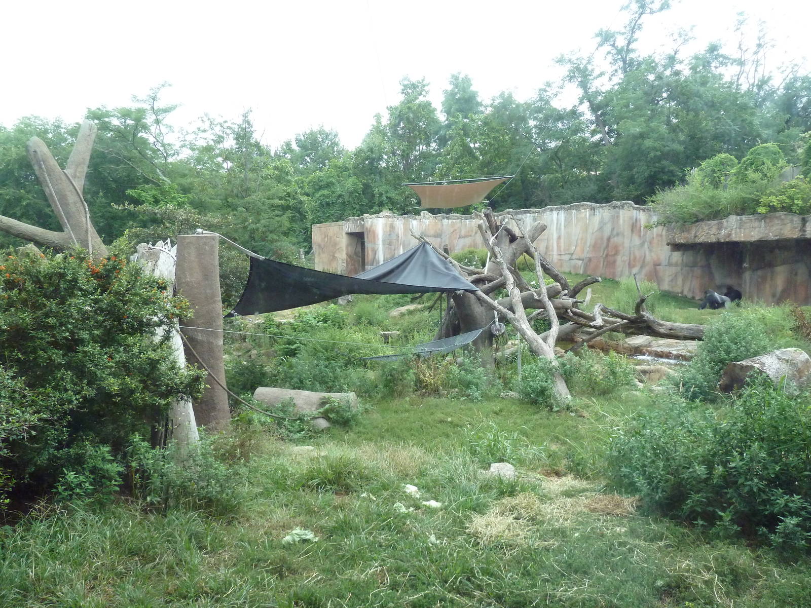 Fragile Forest - Gorilla Outdoor Exhibit