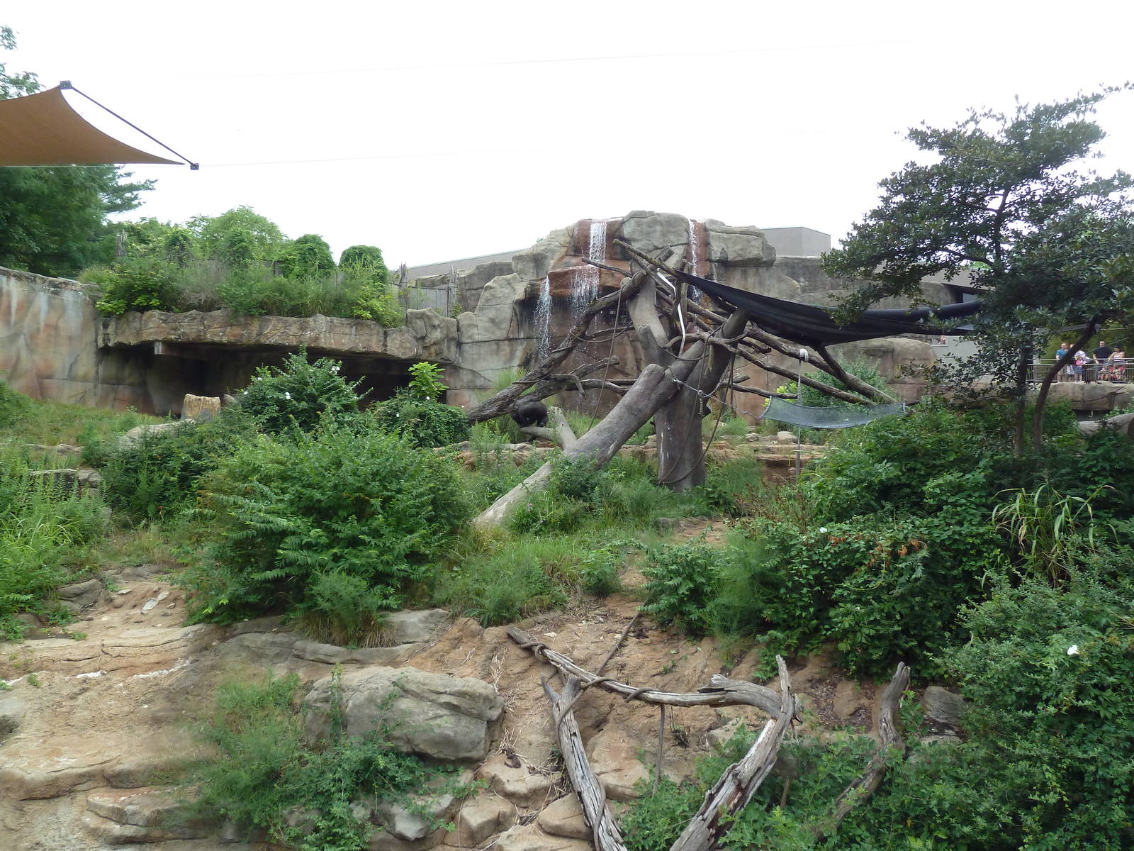 Fragile Forest - Gorilla Outdoor Exhibit