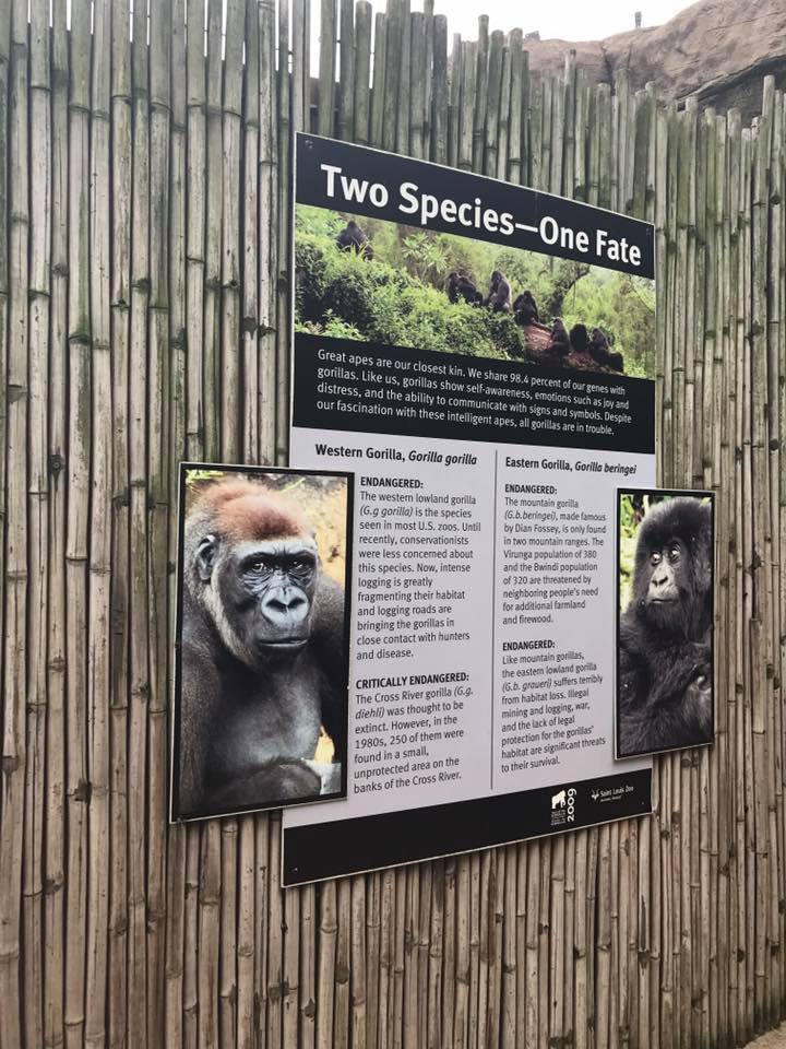 Fragile Forest- Gorilla