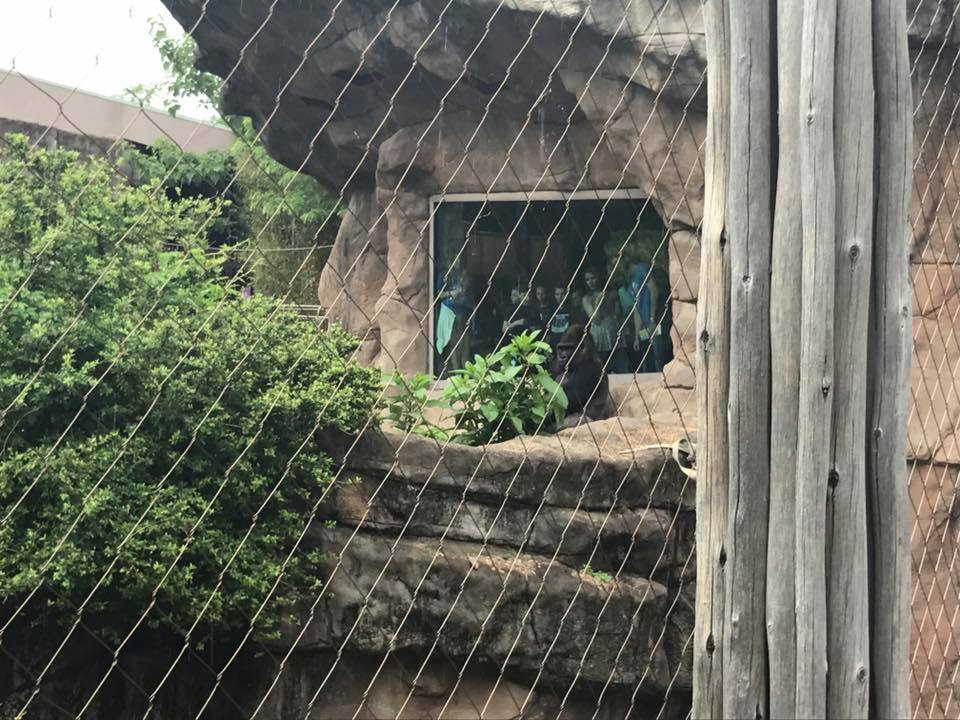 Fragile Forest- Gorilla