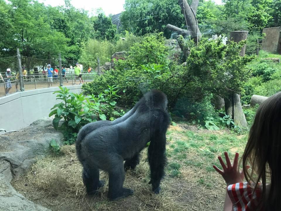 Fragile Forest- Gorilla