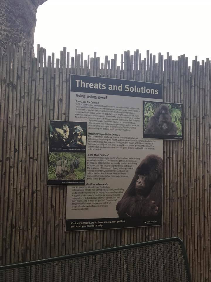 Fragile Forest- Gorilla