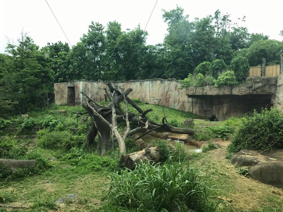 Fragile Forest- Gorilla