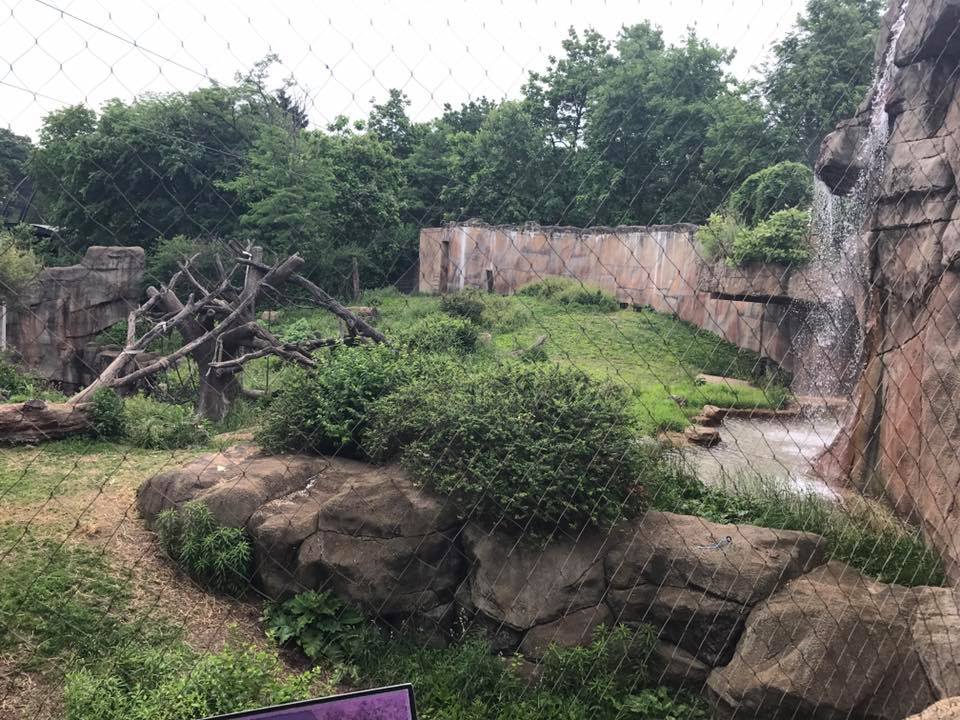 Fragile Forest- Gorilla