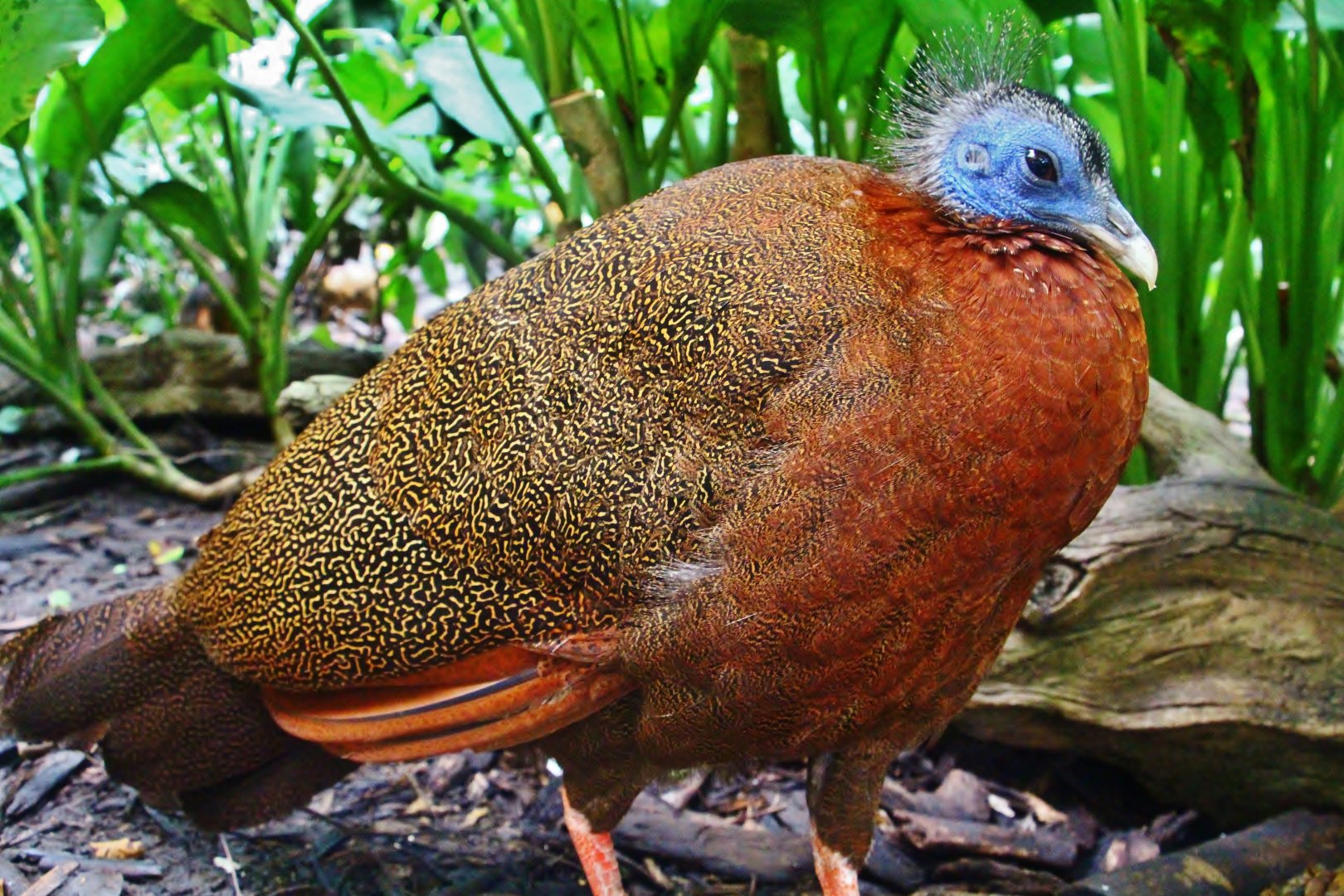 Fragile Forest - Great Argus