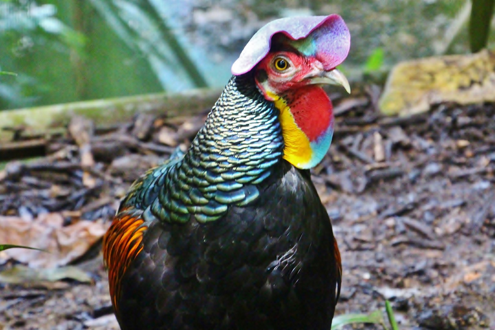 Fragile Forest - Green Junglefowl