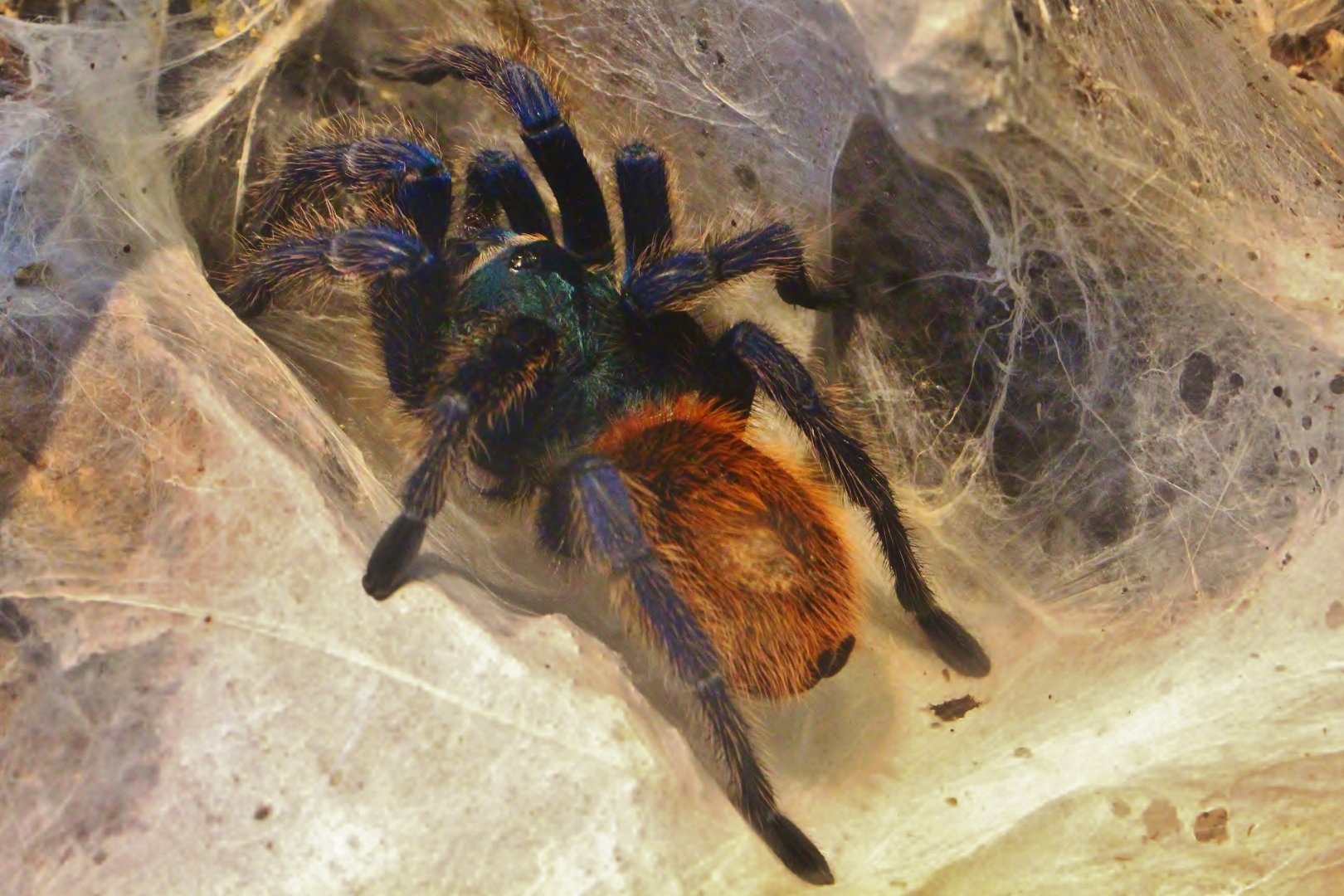 Fragile Forest - Greenbottle Blue Tarantula (Chromatopelma cyaneopubescens)