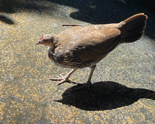 Fragile Forest - Grey Junglefowl (Gallus sonneratii)