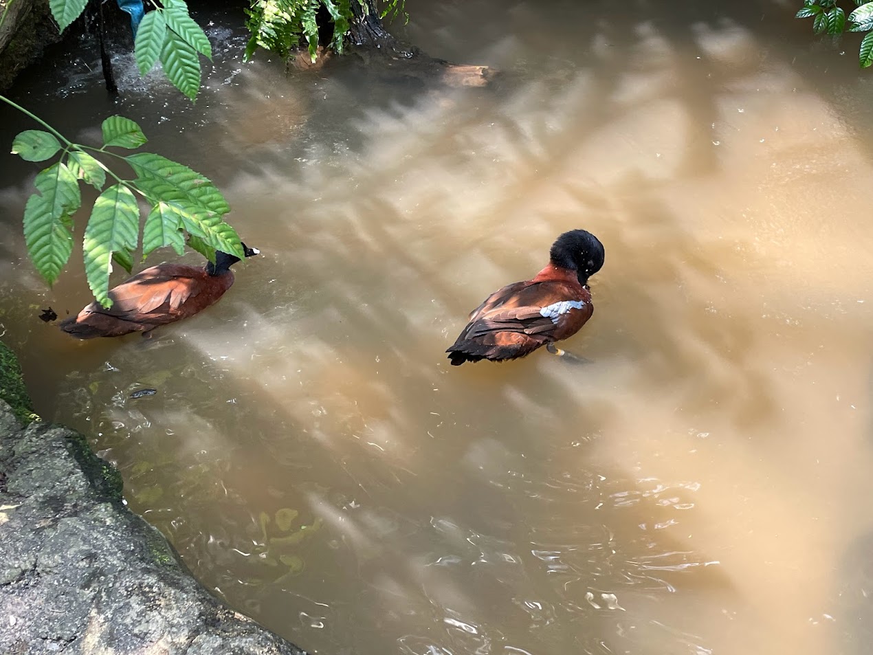 Fragile Forest - Hartlaub's Duck (Pteronetta hartlaubii)