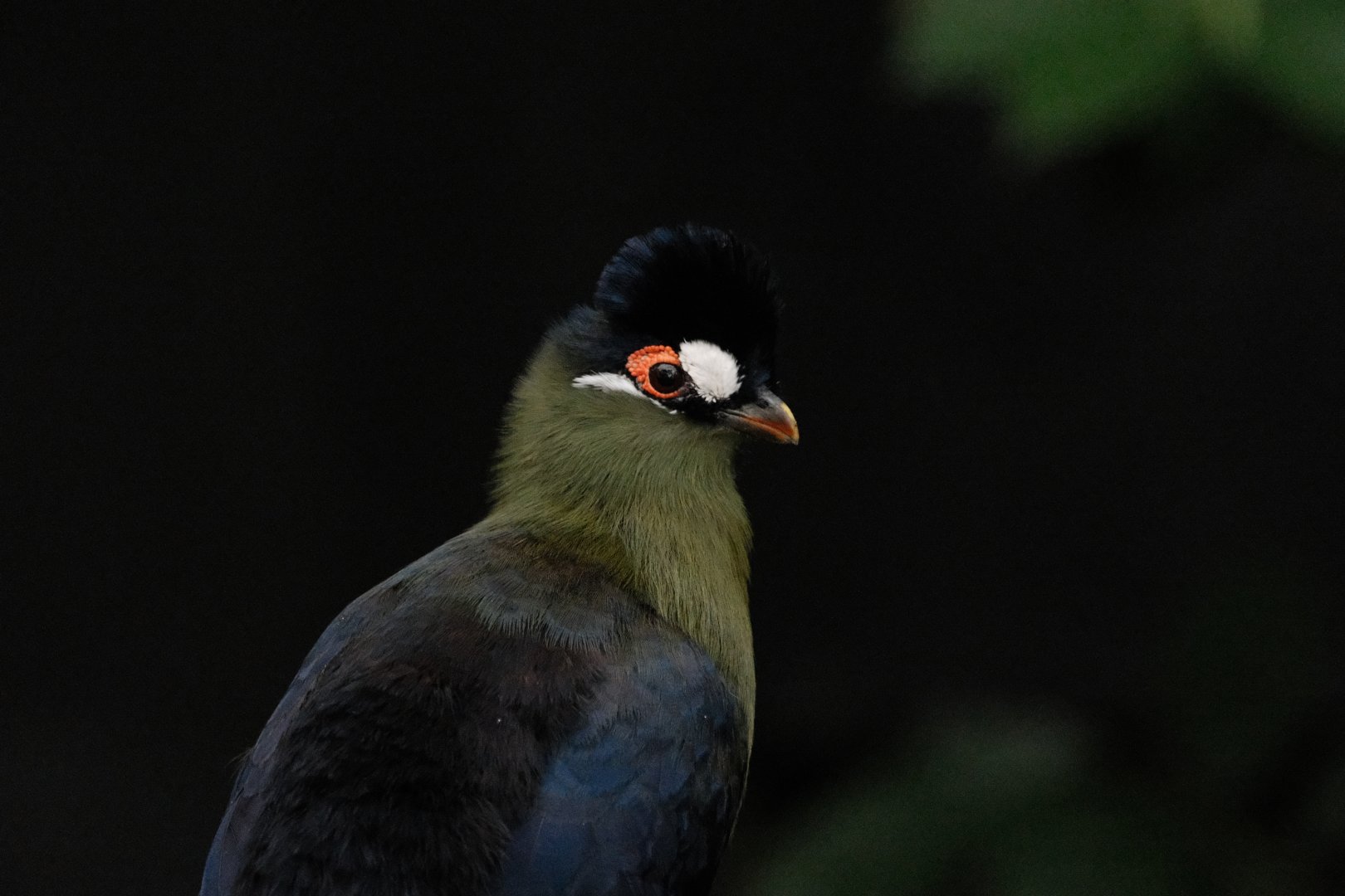 Fragile Forest - Hartlaub's Turaco (Tauraco hartlaubi)