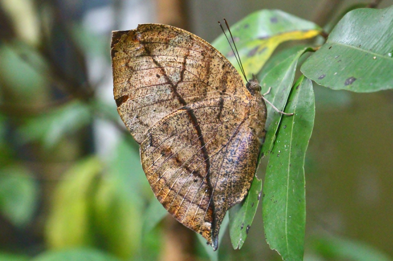 Fragile Forest - Indian Oakleaf Butterfly (Kallima inachus)