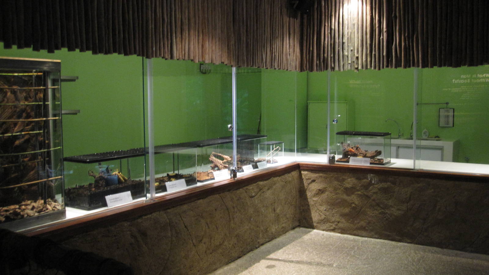 Fragile Forest - Invertebrate display