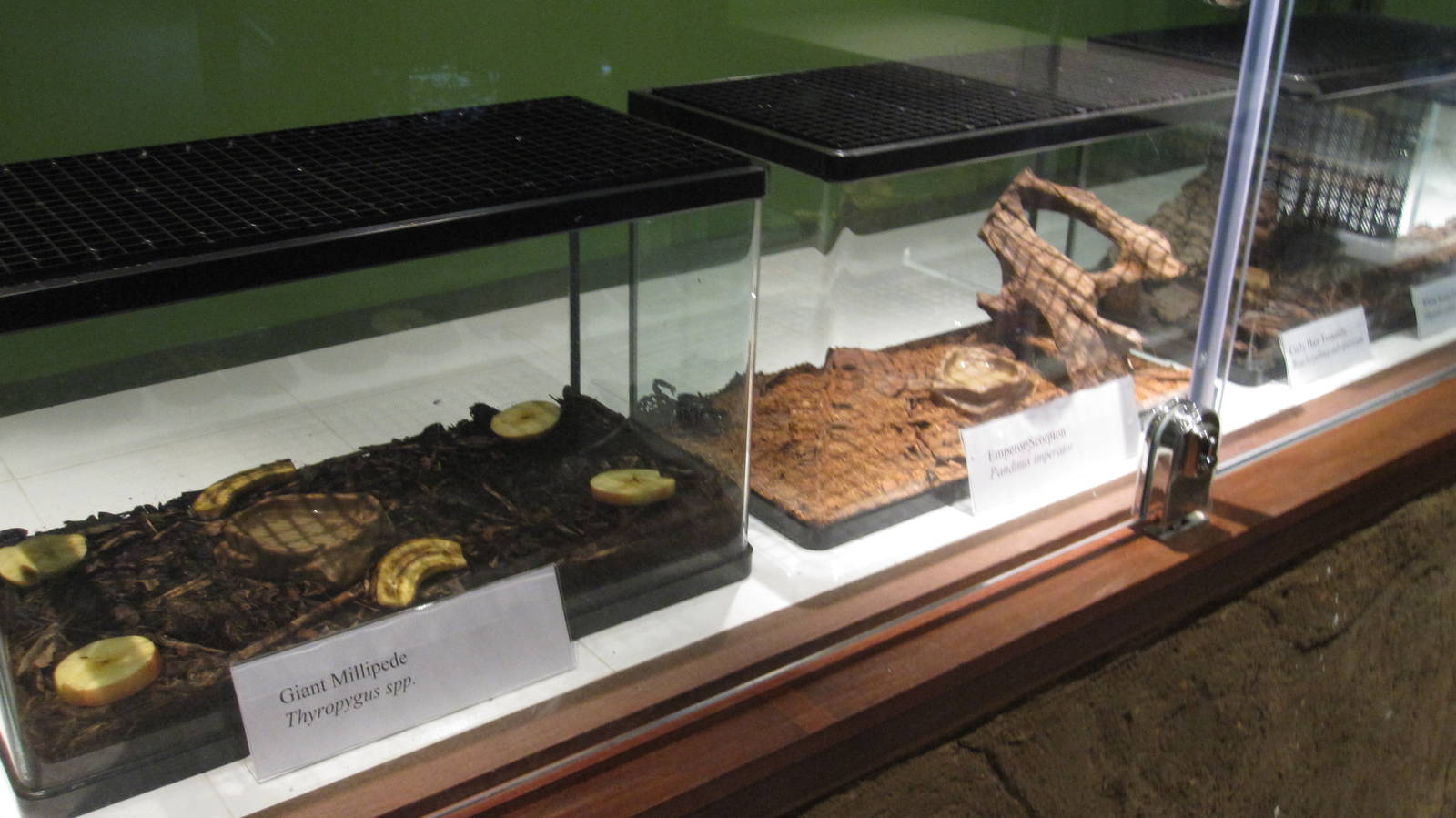 Fragile Forest - Invertebrate display