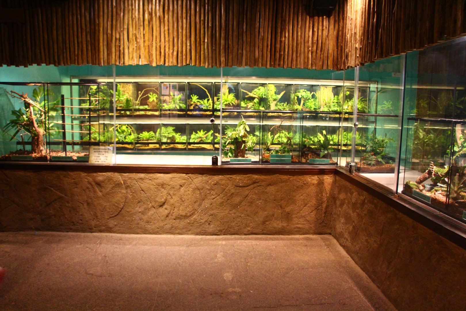 Fragile Forest - Invertebrates display