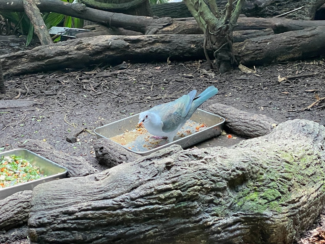 Fragile Forest - Island Imperial-pigeon (Ducula pistrinaria)