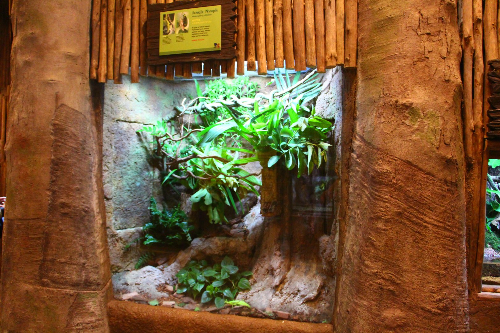 Fragile Forest - Jungle Nymph display