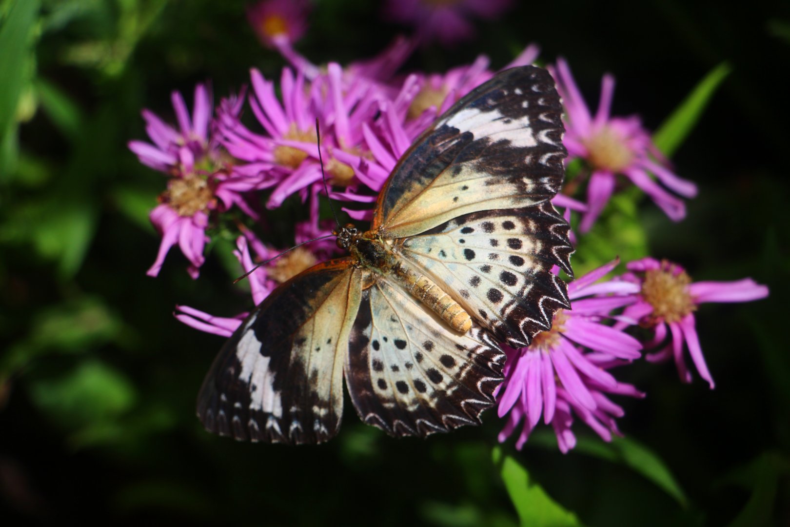 Fragile Forest - Leopard Lacewing (female)