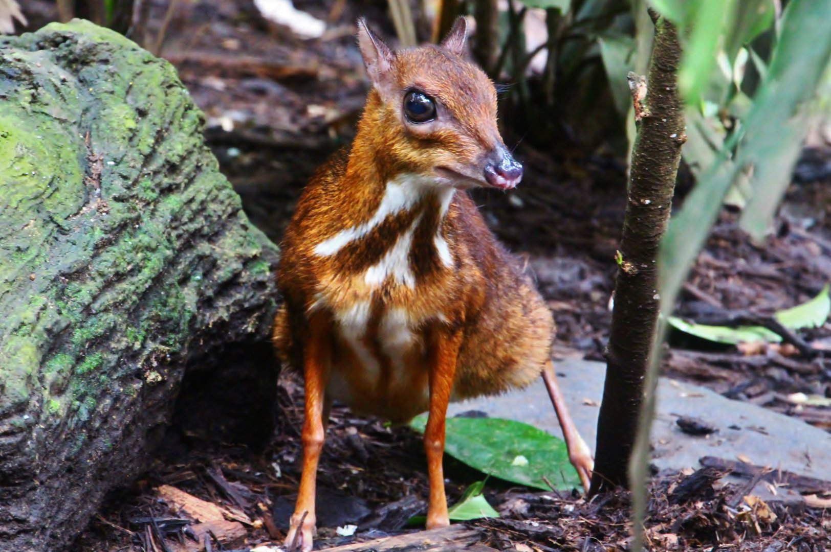 Fragile Forest - Lesser Mousedeer (Tragulus kanchil)