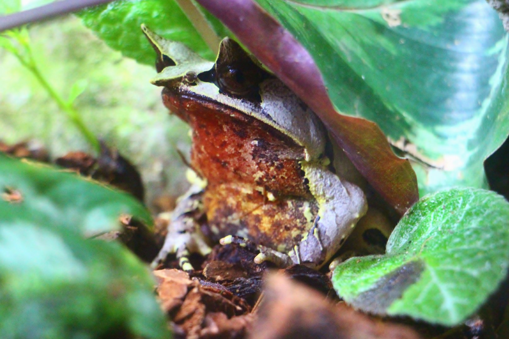 Fragile Forest - Malayan Horned Frog (Megophrys nasuta)